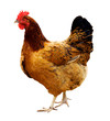 standing freerange hen on white