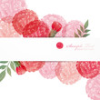 carnation background carnation background