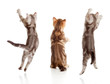 jumping british kitten rear view set jumping british kitten rear view set