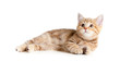 Lying pretty british tabby kitten Lying pretty british tabby kitten