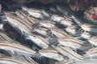Gestreifter Korallenwels - Striped coral catfish