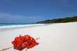 Grand Anse - La Digue - Seychelles