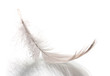 Single fluffy feather isolated on white