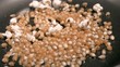 Corn cooking in oil in super slow motion