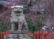 Plum blossoms　and Stone lion