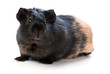 brown cavy on white background