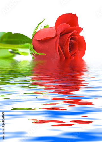 Photo: Rose in water Rose in water