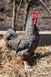 Cock rooster