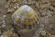 Limpet on a rocky Northsea beach in France Limpet on a rocky Northsea beach in France