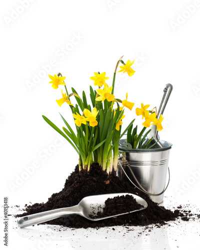 Photo: Planting Daffodils Planting Daffodils