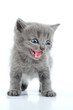fuuny gray kitten