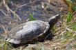 Rotwangenschildkröte