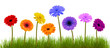Spring flower and grass over white