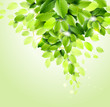 Fresh green leaves vector background.