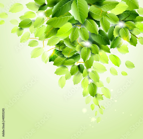 Vettoriale: Fresh green leaves vector background. Fresh green leaves vector background.