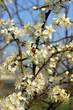 Foto: white spring blossoms with red ladybird white spring blossoms with red ladybird