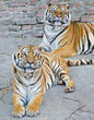 Two beautiful Bengal tigers resting Two beautiful Bengal tigers resting