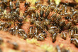 adult of termites