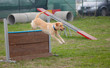 cane in agility