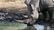 White rhinoceros drinking water, Mkuze, South Africa