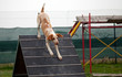 cane da ricerca