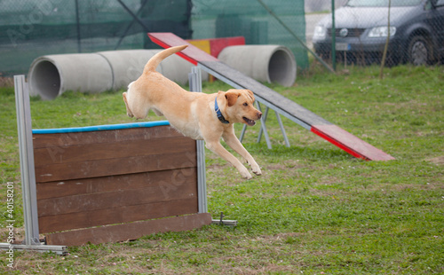 Photo: cane in agility cane in agility