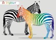 Vector: Zebra Zebra