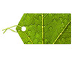 Etiquette feuilles et gouttes d'eau Etiquette feuilles et gouttes d'eau