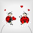 two ladybirds