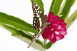 papillon sur une fleur exotique
