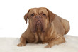 French Mastiff on white fur carpet