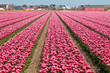Vinous tulip field in Holland