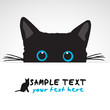 Black Cat looking above banner