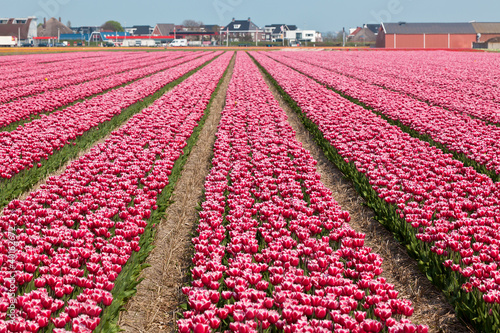 Photo: Vinous tulip field in Holland Vinous tulip field in Holland