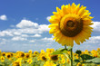 sunflower field
