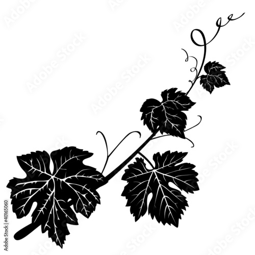 &quot;Weinrebe&quot; Stockfotos und lizenzfreie Vektoren auf Fotolia