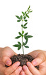 seedling in hands seedling in hands