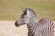 one zebra