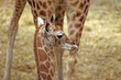 Giraffe with calf