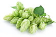 branch of hops on a white background branch of hops on a white background