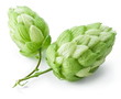 branch of hops on a white background branch of hops on a white background