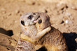 meerkats,Erdmännchen