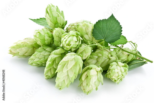 Photo: branch of hops on a white background branch of hops on a white background