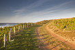Vineyards of Sancerre