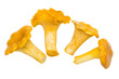 chanterelle mushrooms. 4 pieces, isolated