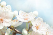 Cherry blossoms