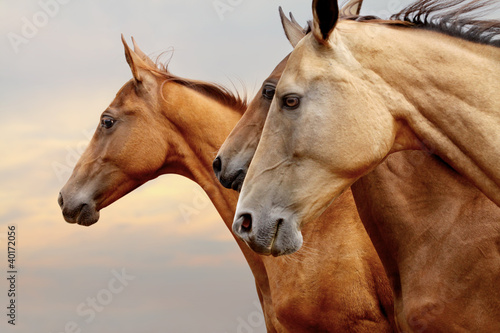 Fototapeta horses