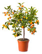 small citrus tree in the pot isolated on white