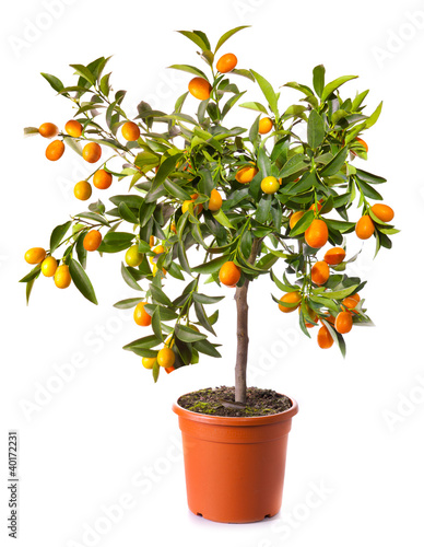 Photo: small citrus tree in the pot isolated on white small citrus tree in the pot isolated on white