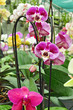 Orchid flowers, flora shop